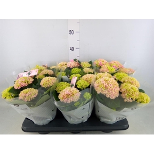 Hydrangea mac. 'Magical Revolution'