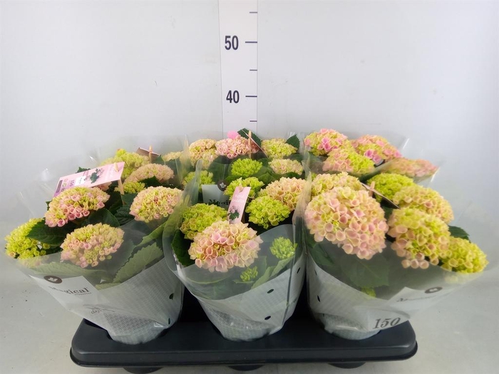 <h4>Hydrangea mac. 'Magical Revolution'</h4>