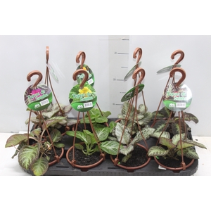 EPISCIA C13 VARIADO
