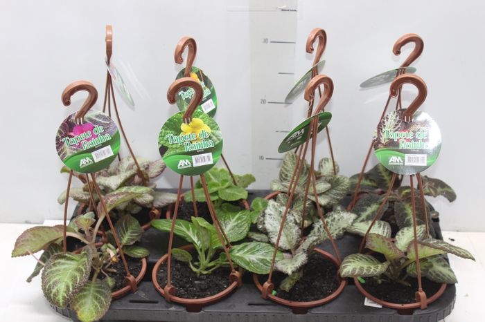 <h4>EPISCIA C13 VARIADO</h4>