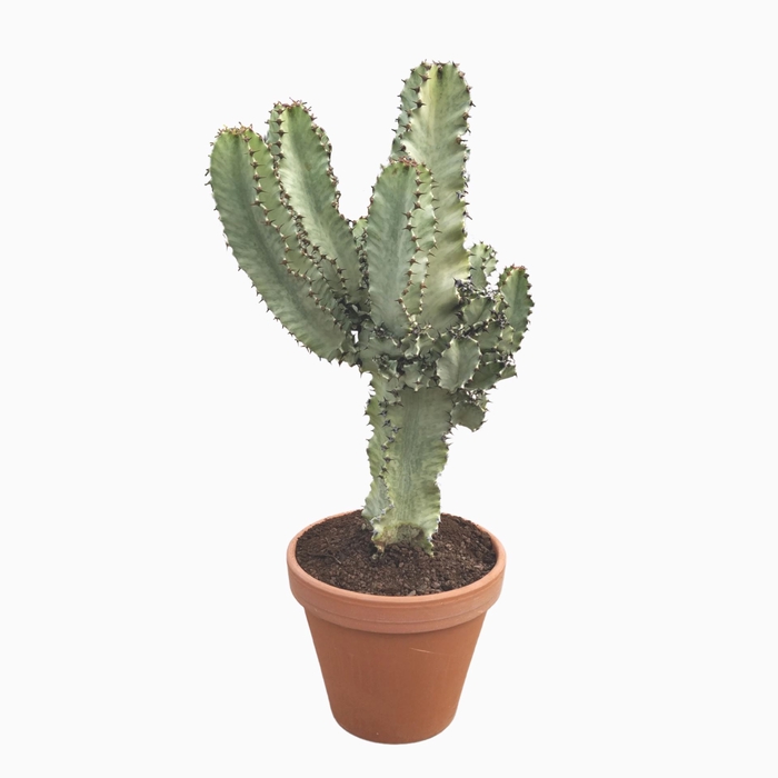 <h4>Euphorbia ingens Variegata</h4>