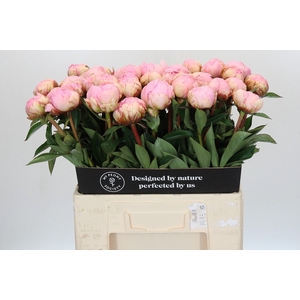 Paeonia Pillow Talk