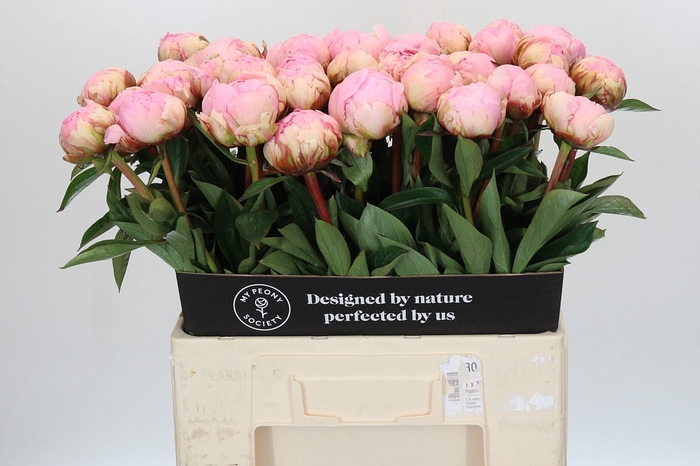 <h4>Paeonia Pillow Talk</h4>