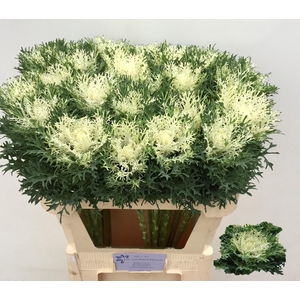 BRASS CRANE FEA SNOW