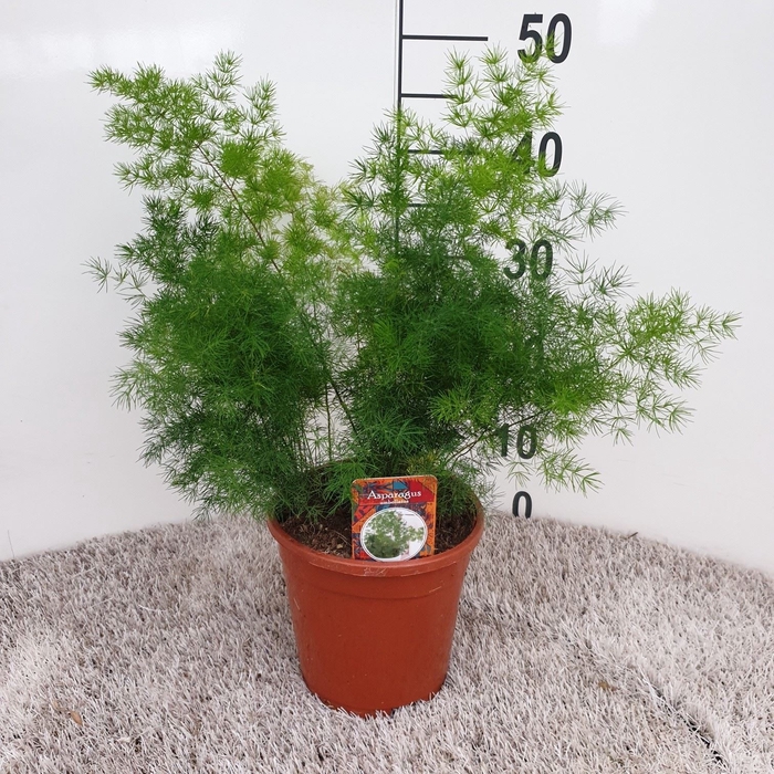 <h4>Asparagus umbellatus</h4>