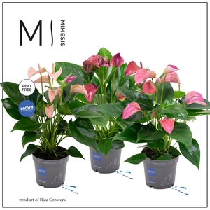 Mimesis Anthurium KARMA Multiflora mix - 12 cm