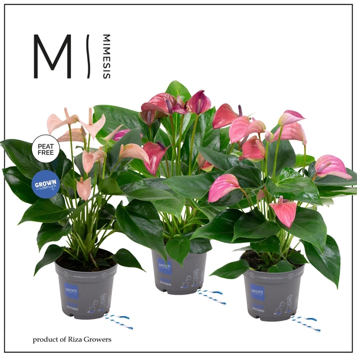 <h4>Mimesis Anthurium KARMA Multiflora mix - 12 cm</h4>