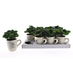 COFFEA ARABICA