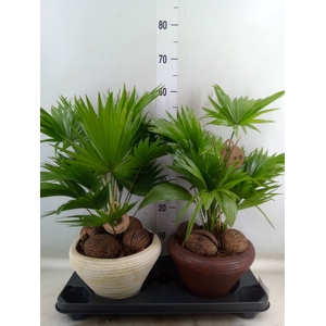 Livistona rotundifolia