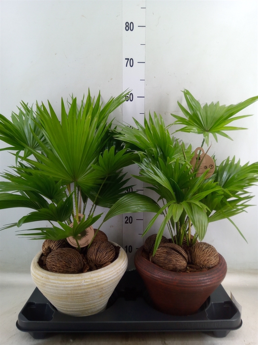 <h4>Livistona rotundifolia</h4>