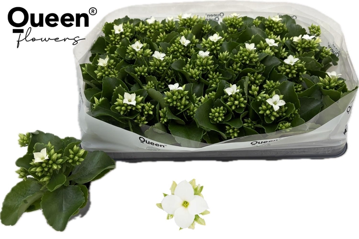 <h4>KAL EN SIBIL</h4>