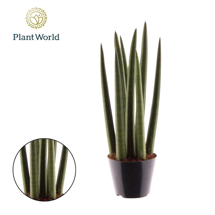 <h4>Sansevieria cylindrica 'Spaghetti'</h4>