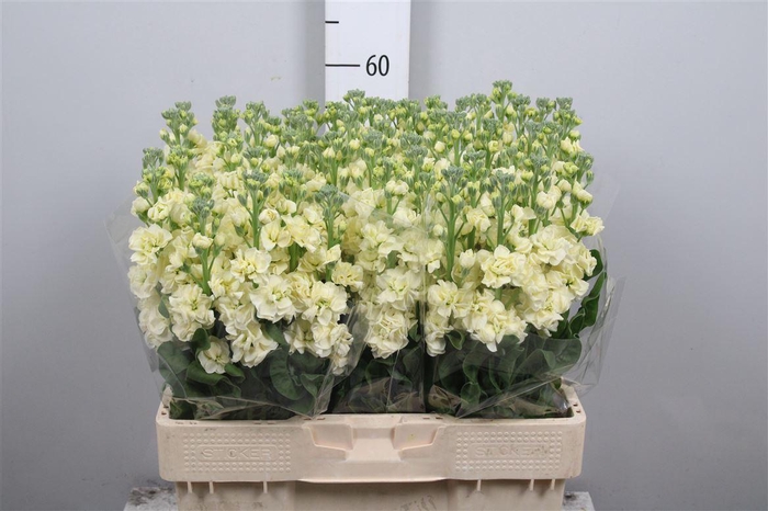 <h4>Matth Stox Yellow</h4>