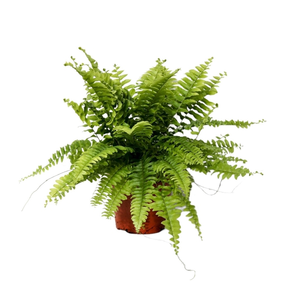 <h4>Nephrolepis Boston MET hoes</h4>