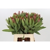 Protea Robijn