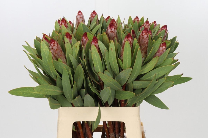 Protea Robijn