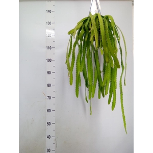 Rhipsalis   ...