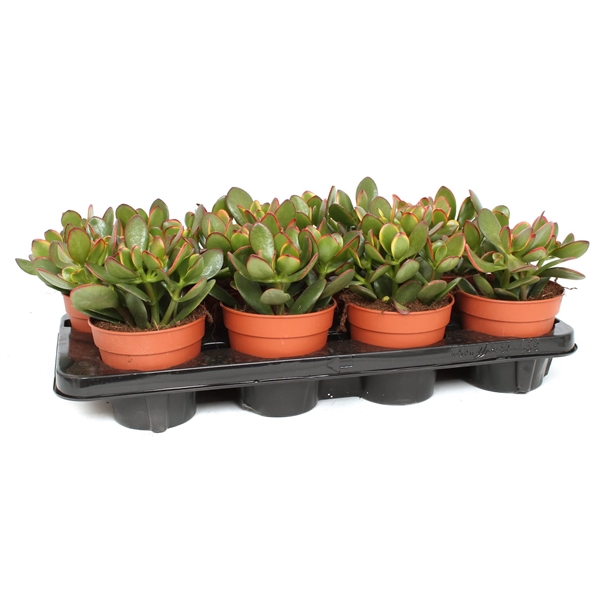 <h4>Crassula sunset 12 cm</h4>