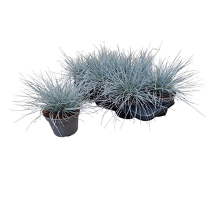 Festuca glauca