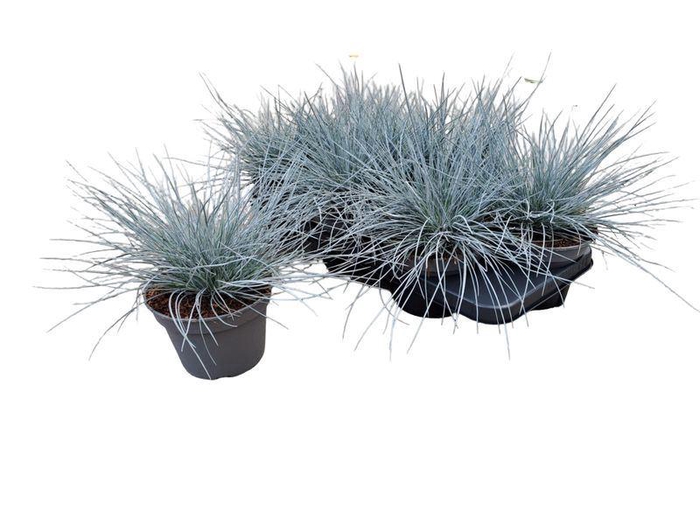 <h4>Festuca glauca</h4>
