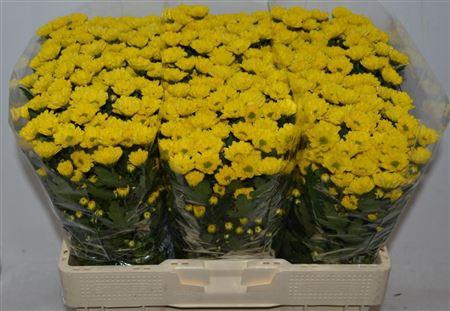 <h4>Chr San Rossi Sunny</h4>