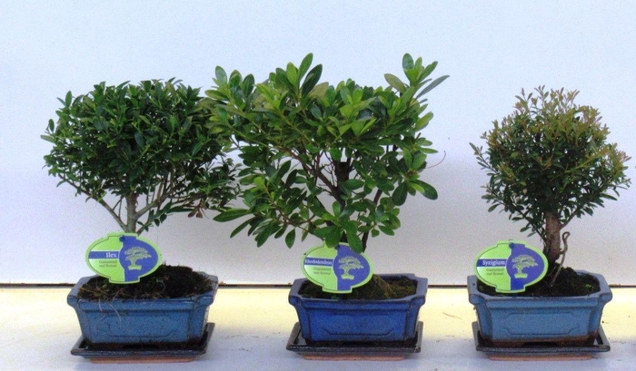 <h4>Bonsai mix outdoor, 15 cm., broom, with drip tray - Partly without leaves during winter</h4>
