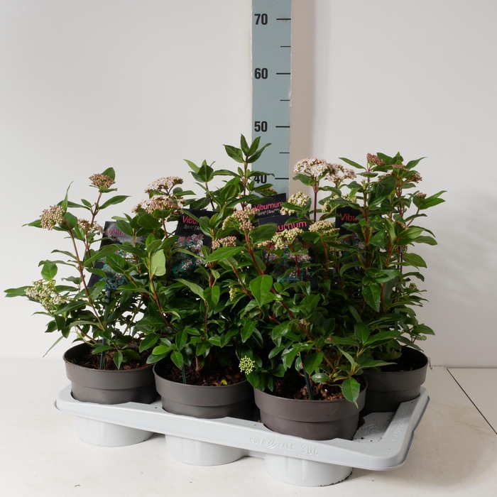 <h4>VIBU TINUS SPIRIT</h4>