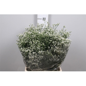 Lim Sin Mountain Diamond White