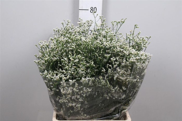 <h4>Lim Sin Mountain Diamond White</h4>