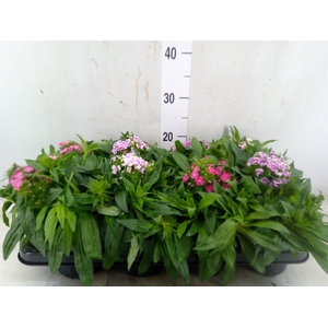 Dianthus barb.