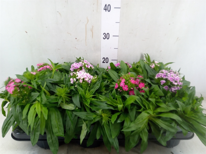 <h4>Dianthus barb.</h4>