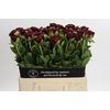 Paeonia Old Faithful