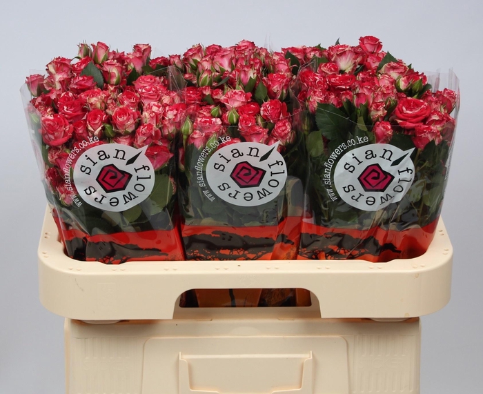 <h4>R TR FIREWORKS</h4>