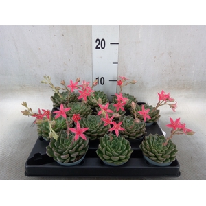 Graptopetalum tacitus   ...bloeiend