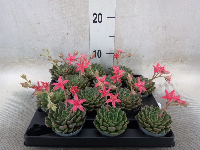 <h4>Graptopetalum tacitus   ...bloeiend</h4>