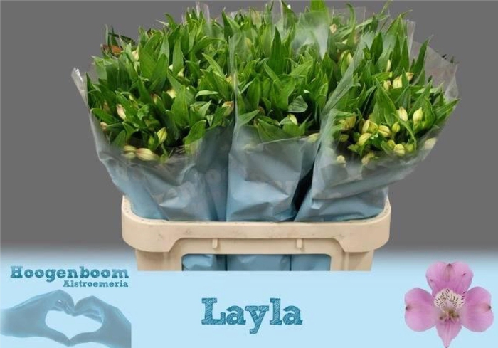 <h4>ALSTR LAYLA</h4>