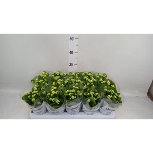 Kalanchoe blos. 'RosFlow Sia'