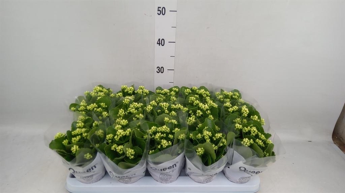 <h4>Kalanchoe blos. 'RosFlow Sia'</h4>