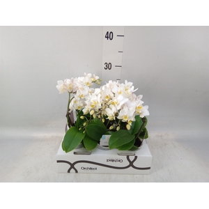 Phalaenopsis   ...mini