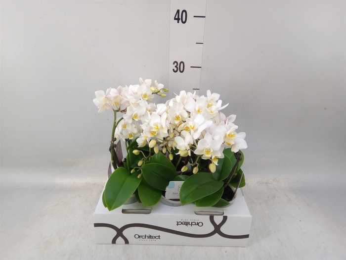 <h4>Phalaenopsis   ...mini</h4>
