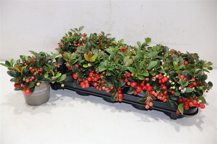 <h4>arr8 Gaulth Pr Big Berry</h4>