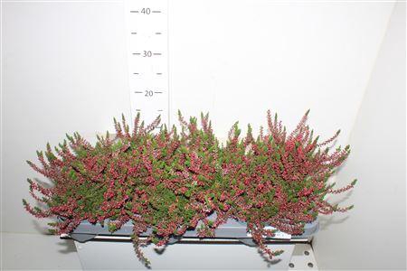 <h4>Callu Wibos Rot</h4>