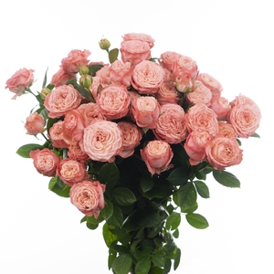 Rosa TR 'First Date' FRANSEN