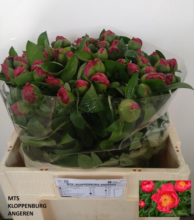 <h4>PAEO HH FLAME</h4>