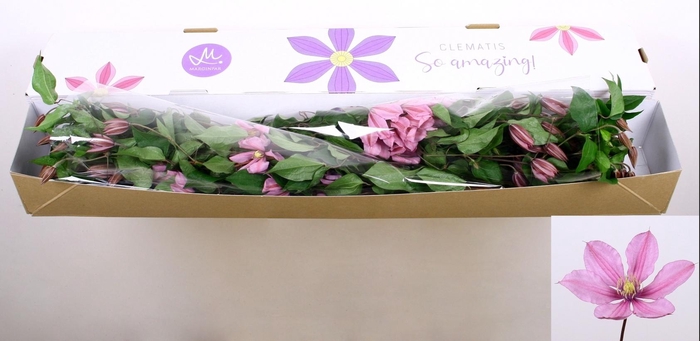 <h4>CLEM AMAZING TOKYO</h4>