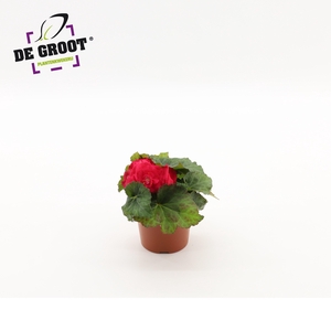 Begonia tuberhybride (Pink)