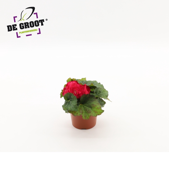 <h4>Begonia tuberhybride (Pink)</h4>