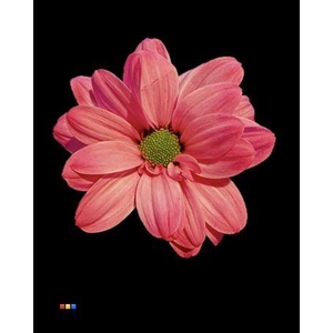 Chr T Kennedy Cherry