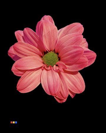 Chr T Kennedy Cherry