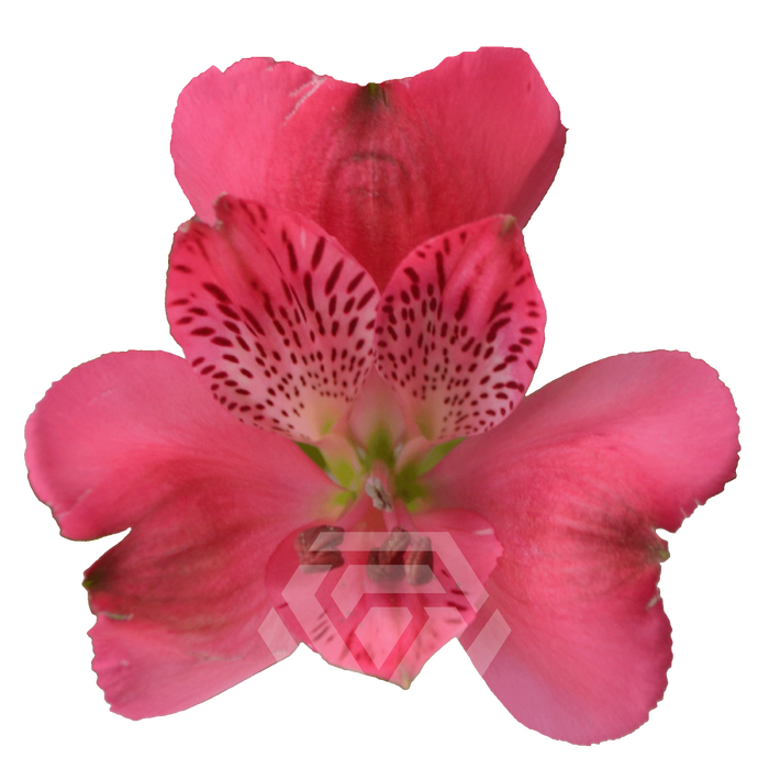 <h4>ALSTR ROME Tessa</h4>